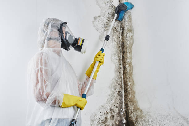 Certified Mold Removal in Village Of Waukesha, WI
