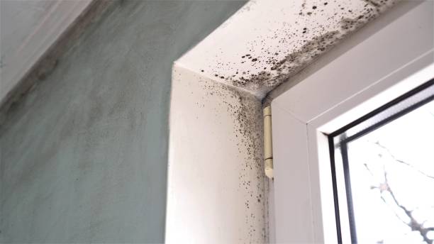 Certified Mold Removal in Village Of Waukesha, WI