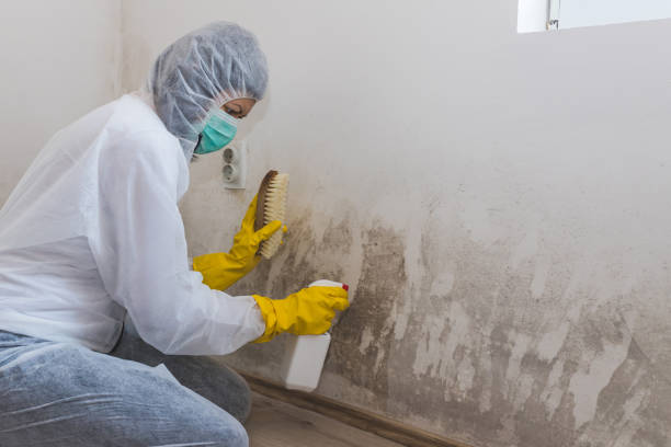 Best Attic Mold Removal  in Village Of Waukesha, WI