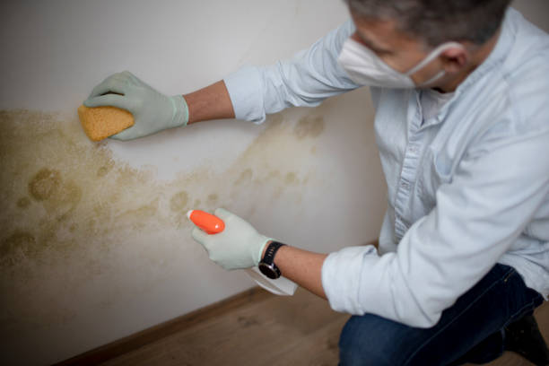 Best Mold Damage Repair  in Village Of Waukesha, WI