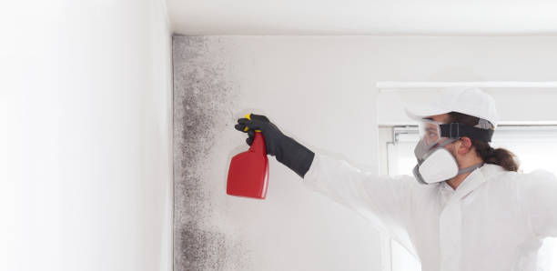 Best Local Mold Removal Service  in Village Of Waukesha, WI
