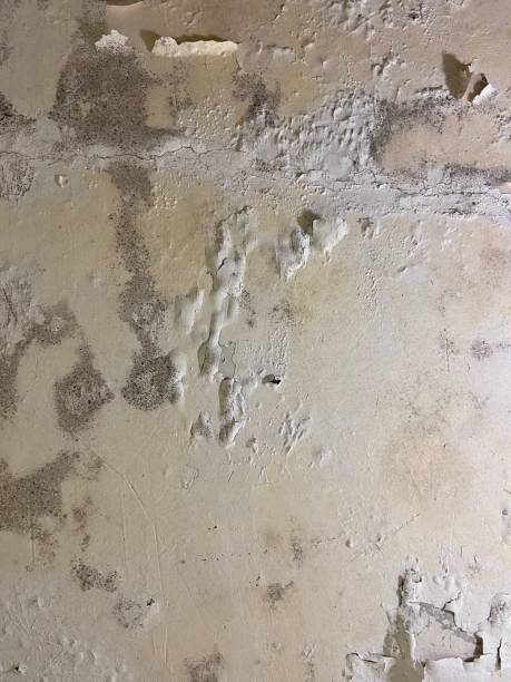 Best Mold Removal Company Near Me  in Village Of Waukesha, WI