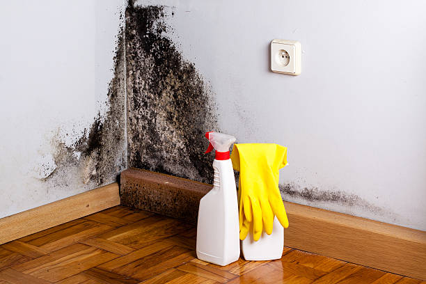 Mold Removal and Inspection in Village Of Waukesha, WI