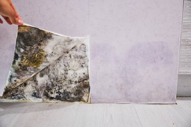 Best Crawl Space Mold Removal  in Village Of Waukesha, WI